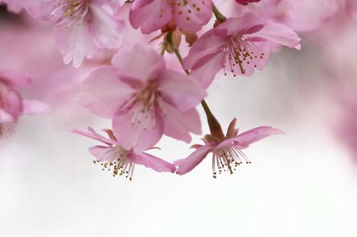河津桜 河津桜の写真