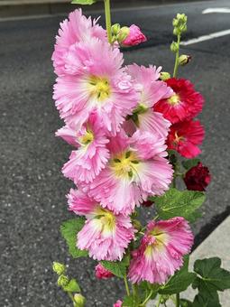 Hollyhock, JPG Hollyhock, JPG