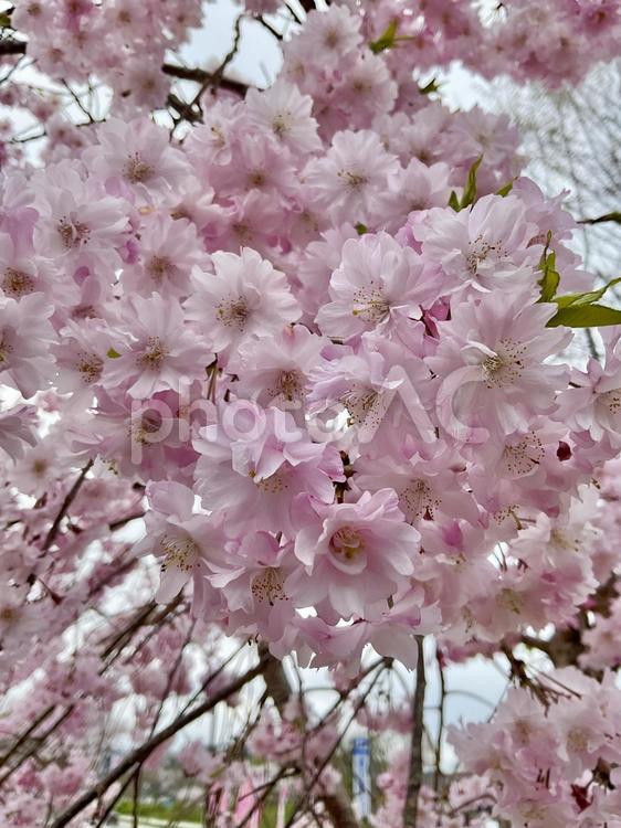 枝垂れ桜 枝垂れ桜,桜,満開の写真素材