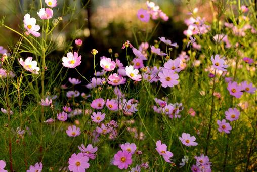 コスモス咲き乱れ 花,コスモス,アキザクラの写真素材