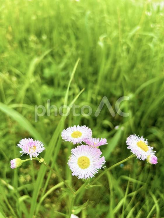 自生するハルジオンのクローズアップ ハルジオン,ヒメジョオン,花の写真素材