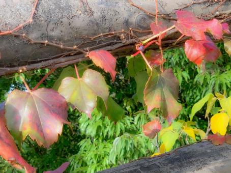 蔦紅葉の写真素材 写真素材なら 写真ac 無料 フリー ダウンロードok