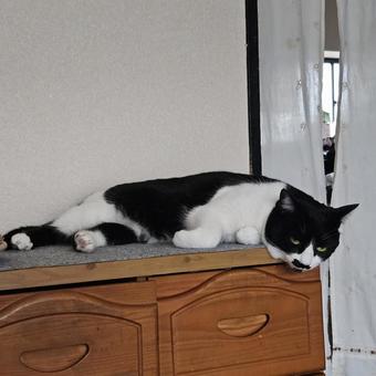 だらけきったハチワレ姉猫 猫,怠惰,だらけの写真素材