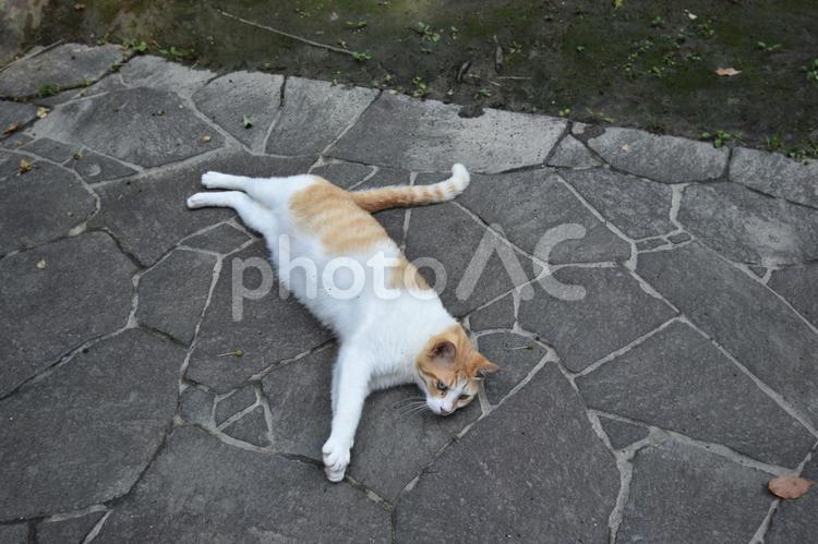 のびをする猫 猫,屋外,道端の写真素材