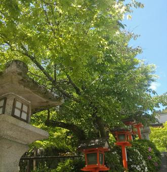 Green maple leaves, JPG