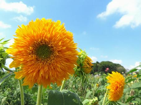 筑西市のひまわり畑 筑西市のひまわり畑の写真