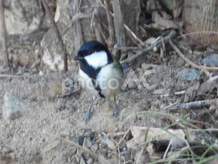 近所の小川で撮ったシジュウカラ 鳥,小鳥,野鳥の写真素材