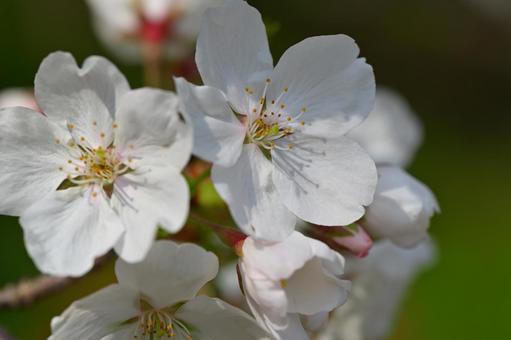 桜 桜の写真