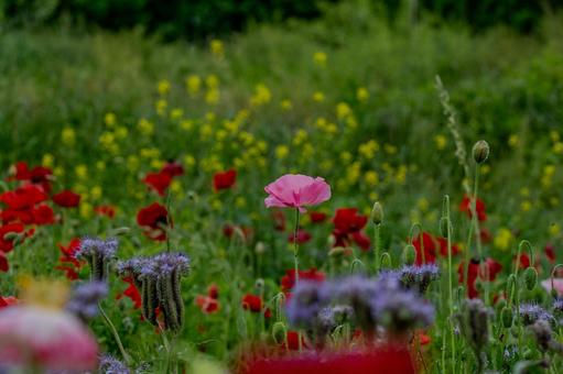こうのす花まつり2025年 こうのす花まつり2025年の写真