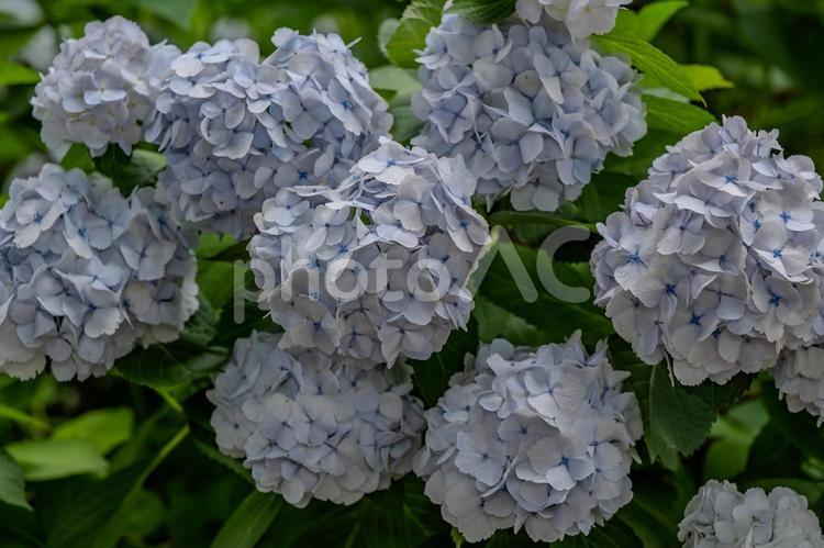 指扇アジサイまつり2025年 アジサイ,紫陽花,花の写真素材
