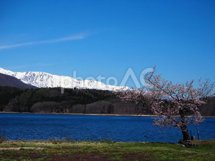 残雪の北アルプスと青木湖と桜 残雪,北アルプス,青木湖の写真素材