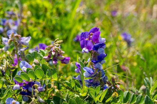 Photo, spring, flower, beach pea, 