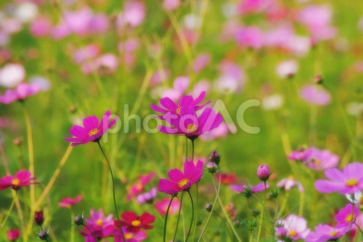 秋桜の季節 コスモス,秋桜,かわいいの写真素材