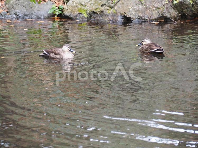 冬の池を泳ぐ２匹のカモ カモ,水鳥,池の写真素材