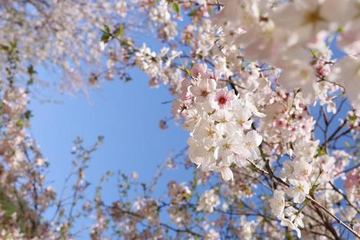 桜青空 桜青空の写真