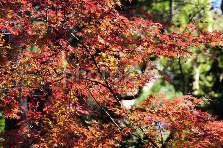 美しい京都の秋、紅葉の風景 紅葉,紅葉狩り,モミジの写真素材