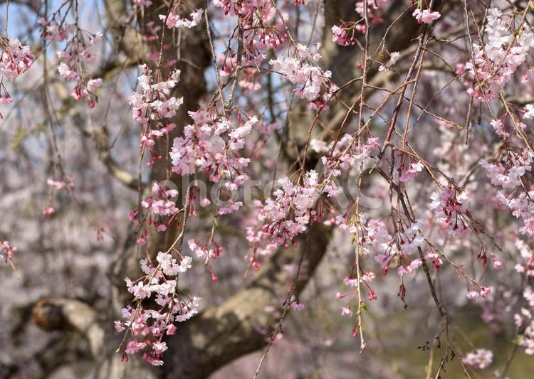 満開のピンク色の枝垂れ桜 枝垂れ桜,シダレ桜,桜の写真素材