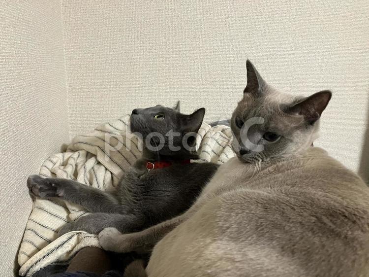 猫の日常の素材 猫,ロシアンブルー,catの写真素材