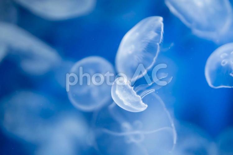見とれてしまう美しいクラゲ くらげ,海月,浮遊生物の写真素材