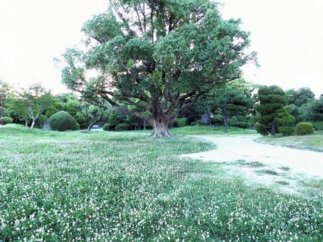 樹木 樹木の写真
