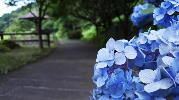 紫陽花 紫陽花の写真
