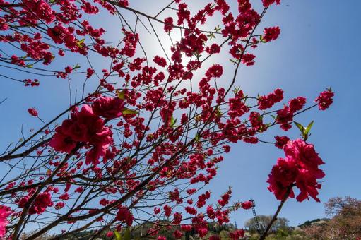 250421昼神温泉郷花桃の里 250421昼神温泉郷花桃の里 長野県,阿智村,昼神温泉の写真素材