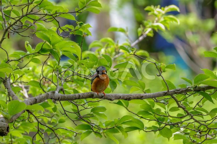 緑の中で休憩中のカワセミ 自然,カワセミ,緑の写真素材