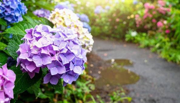 梅雨の晴れ間に咲く紫陽花 梅雨の晴れ間に咲く紫陽花の写真