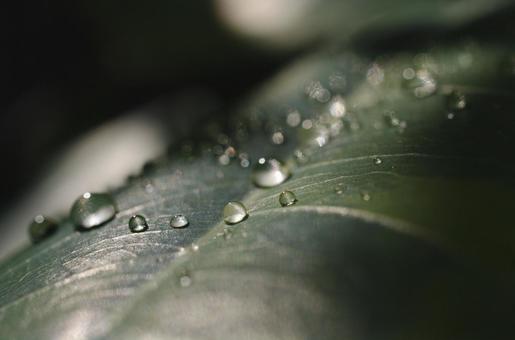葉水 観葉植物,水滴,太陽光の写真素材