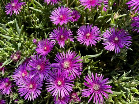 太陽の下で輝くマゼンタ色のマツバギク マツバギク,マゼンタ,花の写真素材