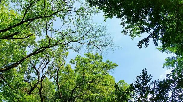 新緑の写真