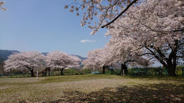 桜 桜の写真