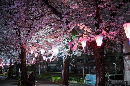 武蔵浦和の遊歩道の夜桜 武蔵浦和の遊歩道の夜桜 武蔵浦和,桜,花見の写真素材