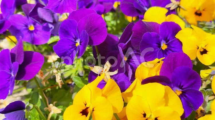 黄色と紫のパンジーの花畑 パンジー,フラワー,花の写真素材