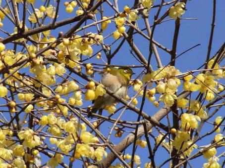 In January, a Japanese white-eye came to drink nectar from wintersweet., JPG In January, a Japanese white-eye came to drink nectar from wintersweet., JPG