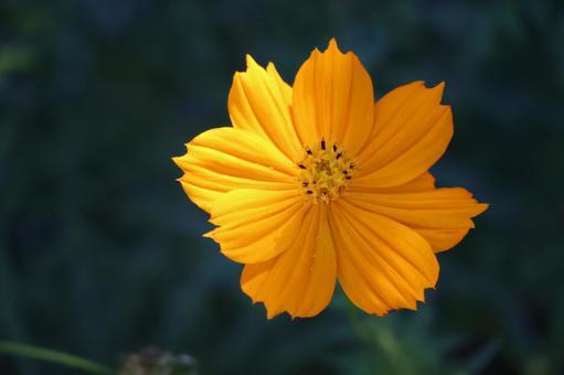 オレンジ色の花びらのコスモスの花のアップ オレンジ色の花びらのコスモスの花のアップの写真
