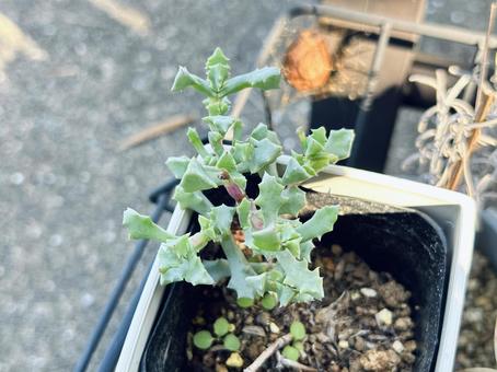 琴爪菊 琴爪菊,デルトイデス,多肉植物の写真素材