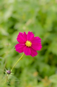 コスモス コスモス,コスモス畑,秋の写真素材