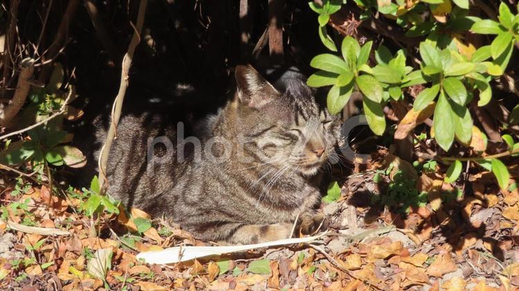 お昼寝が日課のモフモフで可愛い猫様 猫,キジトラ,日向ぼっこの写真素材