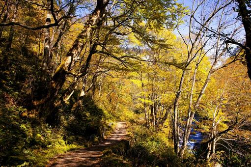 紅葉の森の道 紅葉の森の道 紅葉の森の道,紅葉,道の写真素材