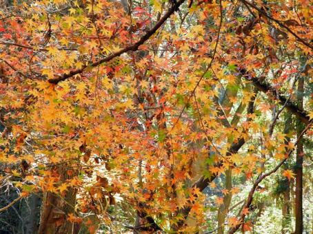 紅葉 紅葉,モミジ,木の写真素材