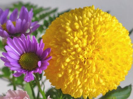 スプレーマム_ポンポン咲きほか_3 スプレーマム,ポンポン咲き,イエローの写真素材