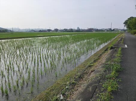 田植えが始まった田んぼ 田植え,稲作,米作りの写真素材