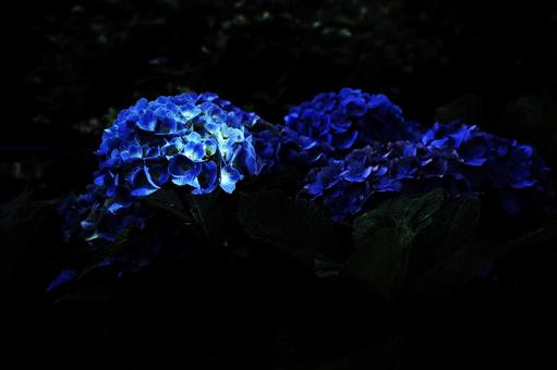 Flower pattern - Hydrangea - Dark image, flower, hydrangea, blue hydrangea, JPG