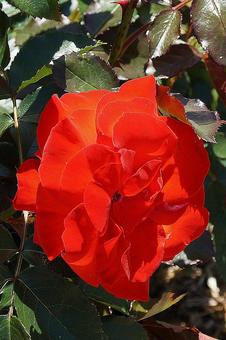 荒牧バラ園108 真紅のバラ 荒牧バラ園108 真紅のバラの写真