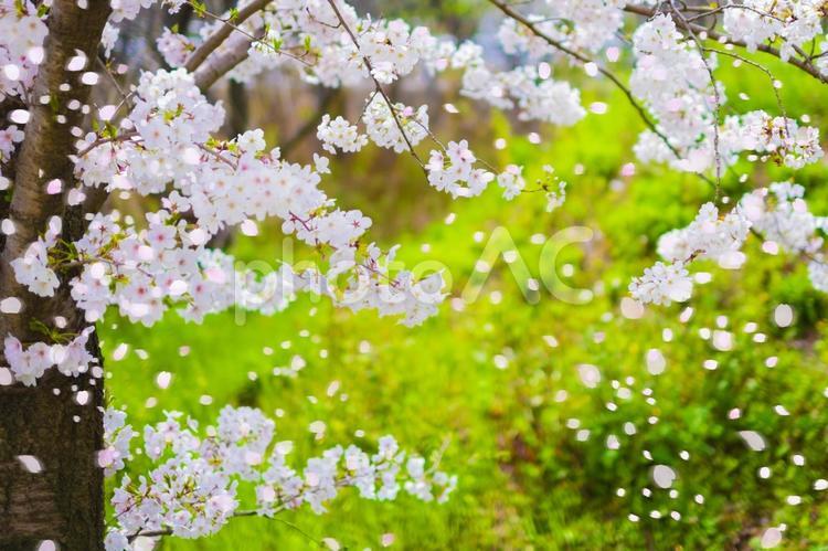 新緑と桜 桜,春,花の写真素材