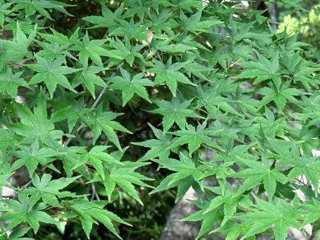 新緑の青もみじ 青もみじ,青紅葉,新緑の写真素材