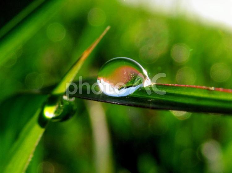 水滴と緑の葉と朝日Water drops 水滴,すいてき,waterの写真素材