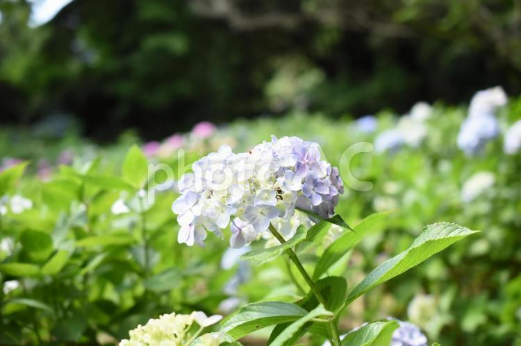 芒種過ぎの川崎市多摩区長尾のアジサイ 紫陽花,あじさい,長尾山妙楽寺の写真素材