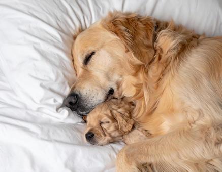 ベッドで寝ている犬 ベッドで寝ている犬の写真